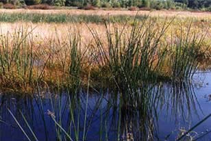 Lake Management Development, Wildlife Management, Fisheries Management